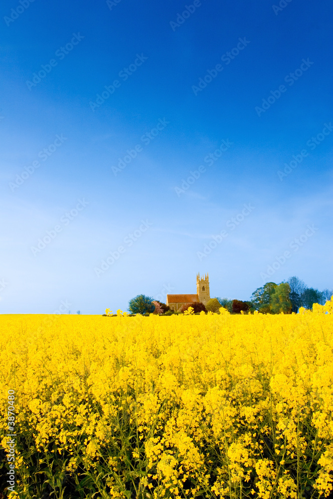 St Gilberts, Semperingham church across yellow rape field flowers with blue sky