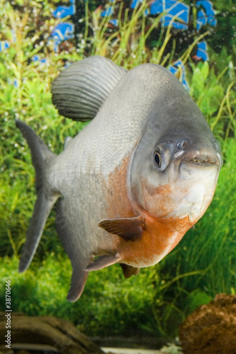 Large Paku fish in the aquarium