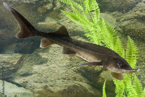 Sturgeon in the aquarium