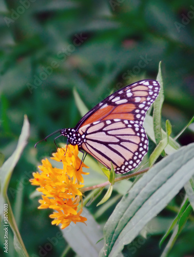 Monarch butterfly on a wildflower in the country.
