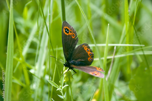 Photography butterfly