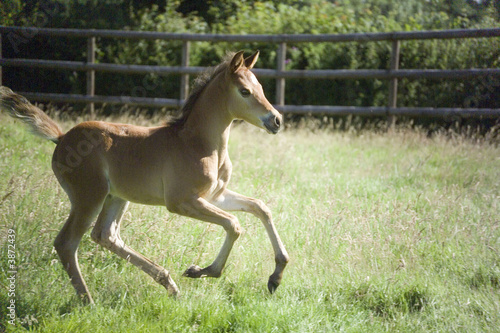 Beautiful Arabian colt foal running in the sunshine