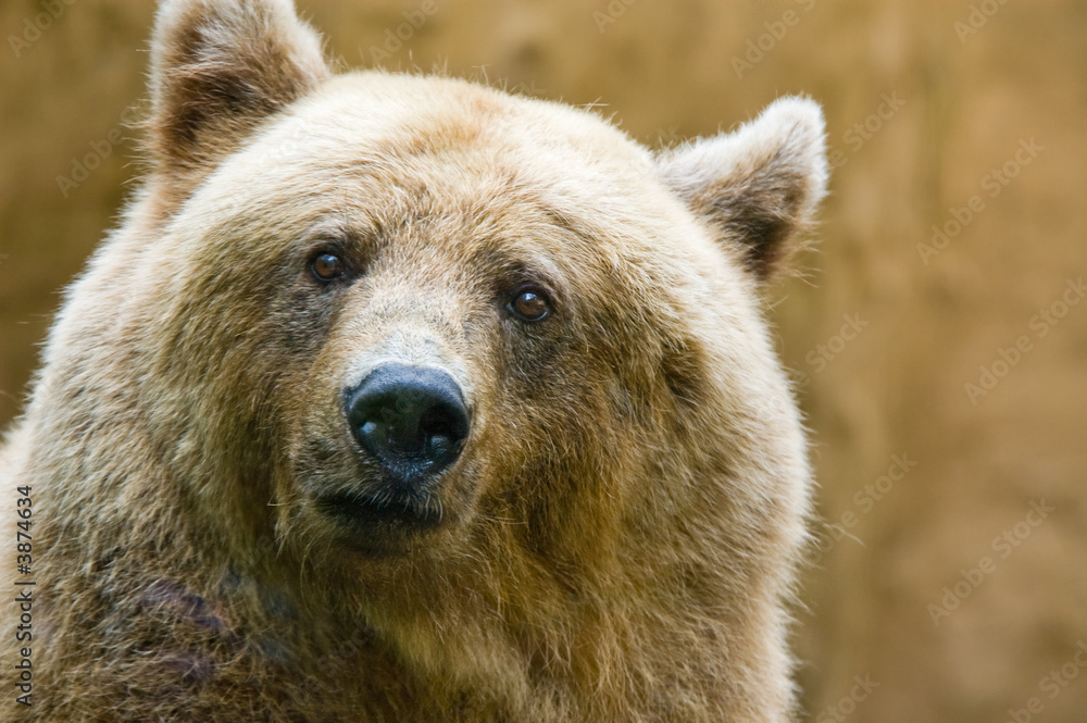 close-up of a big brown bear looking funny at the camera