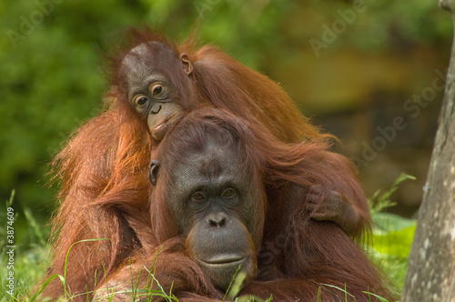 mother orangutan with her cute baby