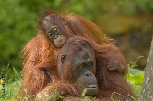 mother orangutan with her cute baby