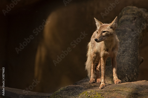 portrait of a beautiful corsac fox