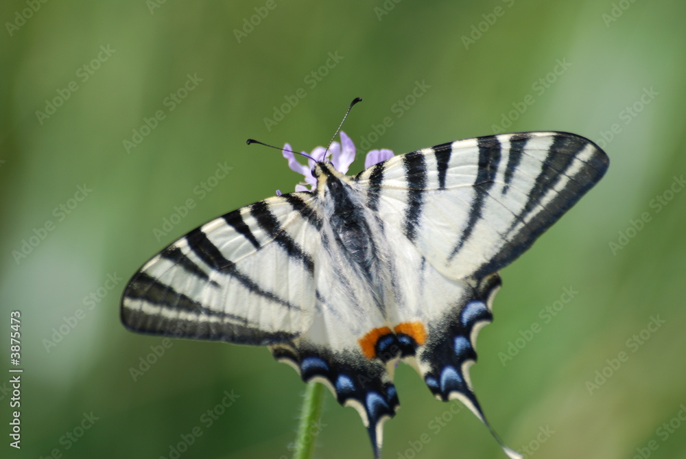 Obraz premium papillon