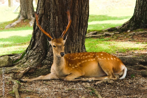 Resting deer