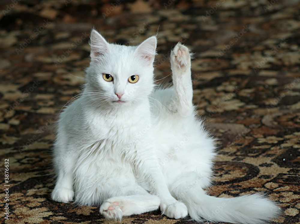 The white cat sits on a carpet floor and looks at you intently