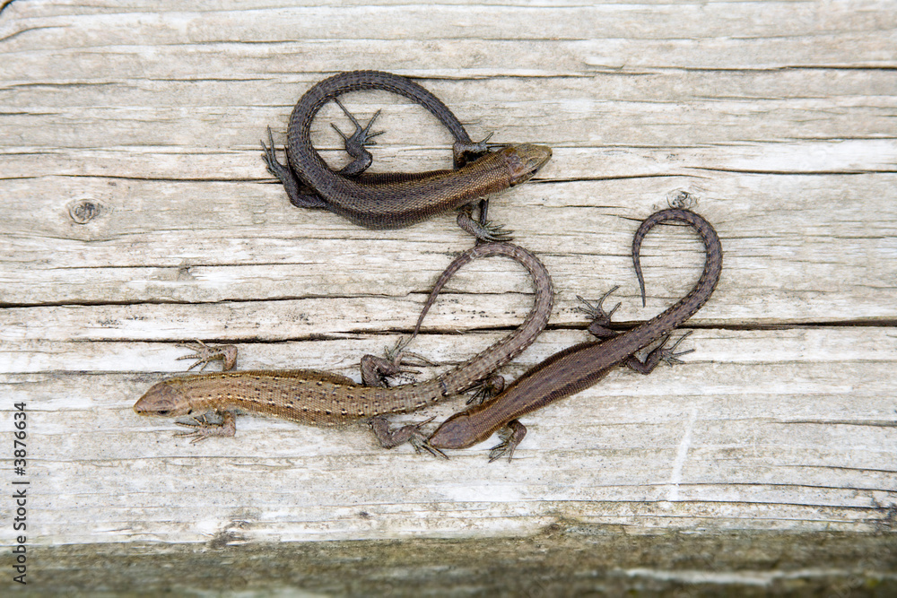 Three lizards, tails a ring, lay on wood.