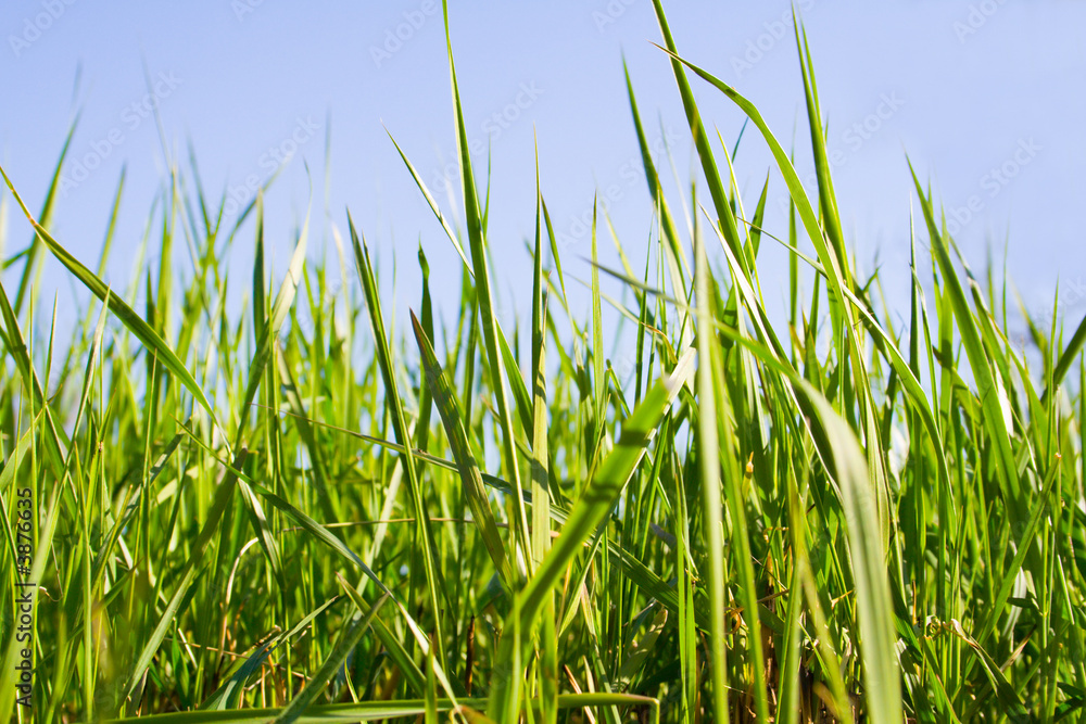 The green grass grows up to the sky The green grass grows up to the sky