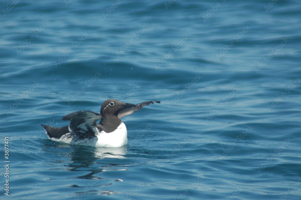 Fototapeta premium bidled murre