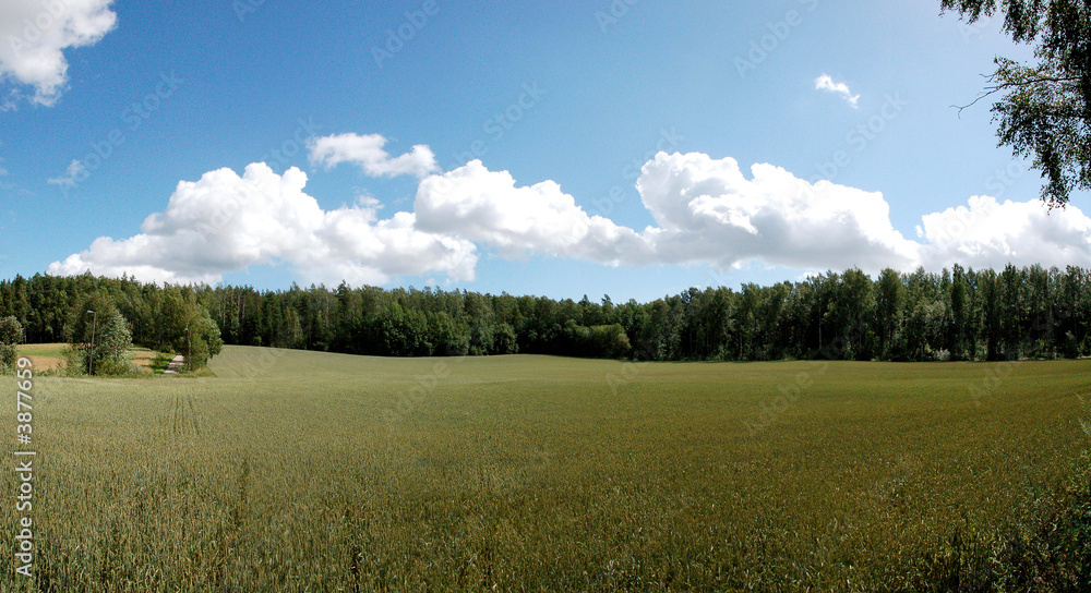 Fototapeta premium the field