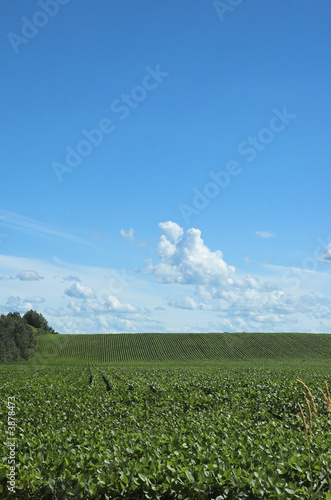 Farm field blue sky
