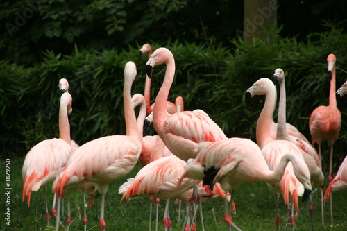 flamand rose