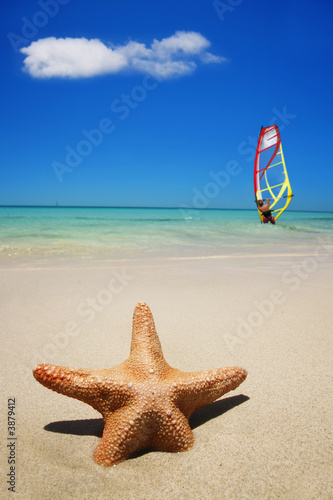 Estrella de Mar en Una Playa