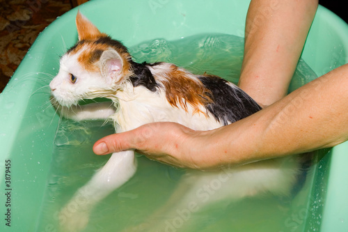 Washing of a kitten in a bath