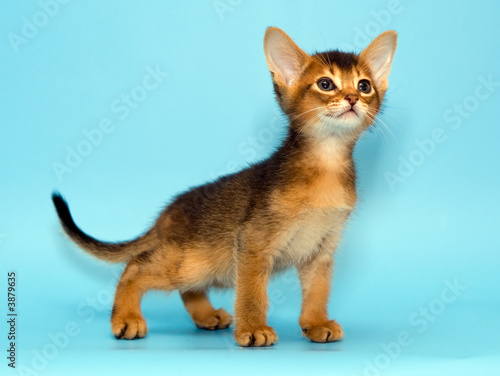 Abyssinian kitten on blue background