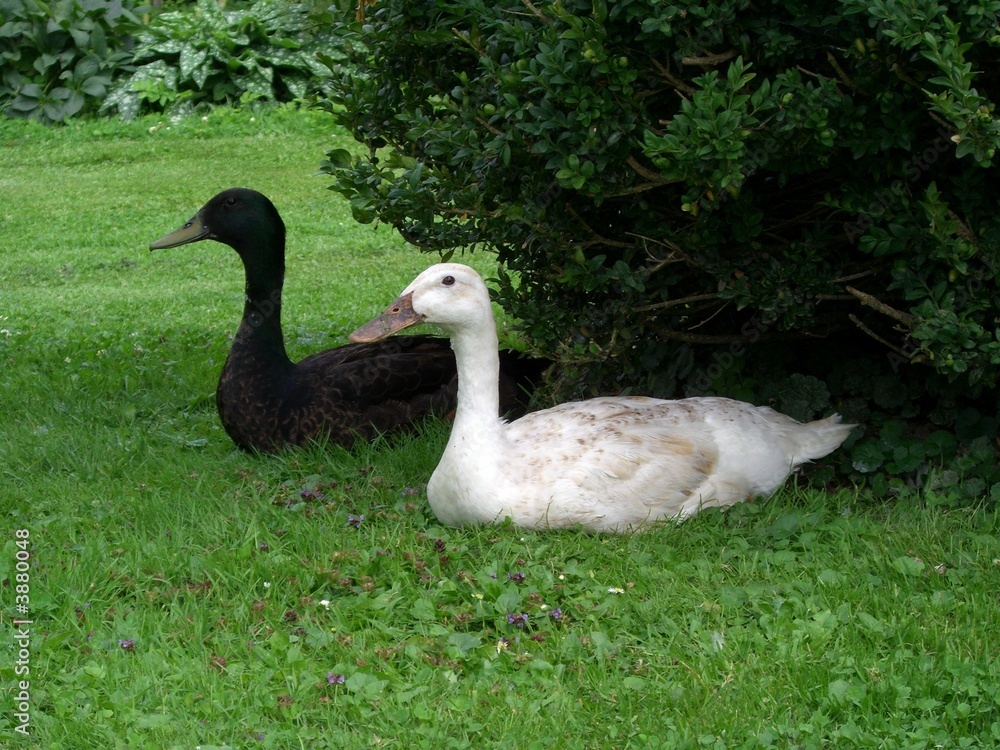 enten enten