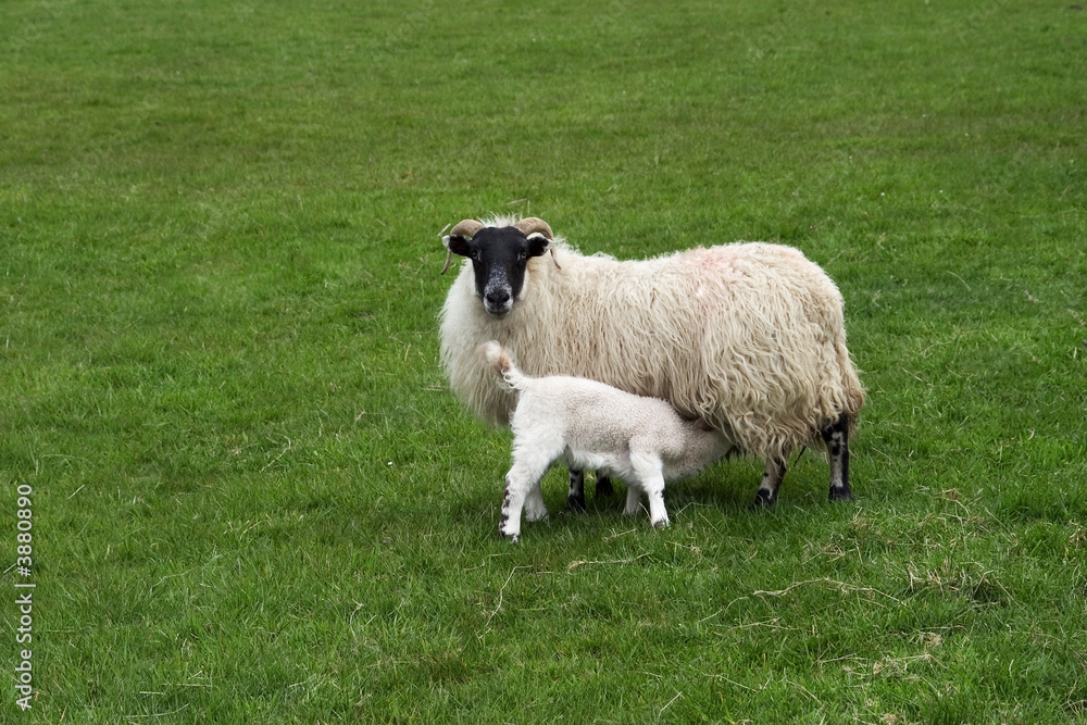 Scottish blackface ewe with suckling lamb. Scottish blackface ewe with suckling lamb.