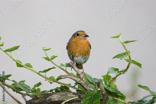 Robin With Fly