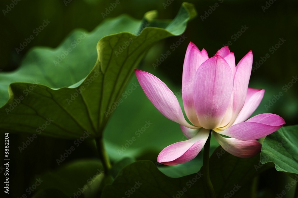 Blooming pink water lily in the pond.
