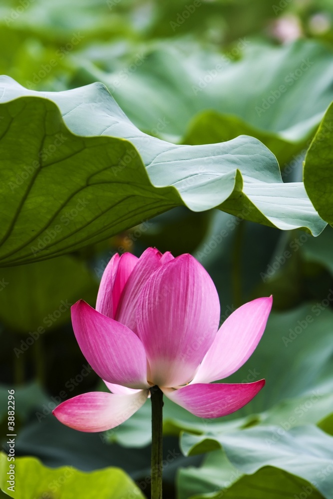 Blooming pink water lily in the pond. Blooming pink water lily in the pond.