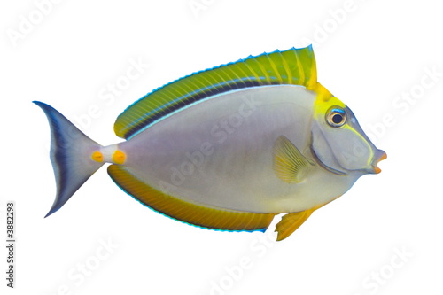Tropical Fish Naso Tang (on white)
