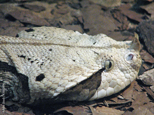 Snake