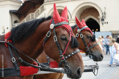 horse