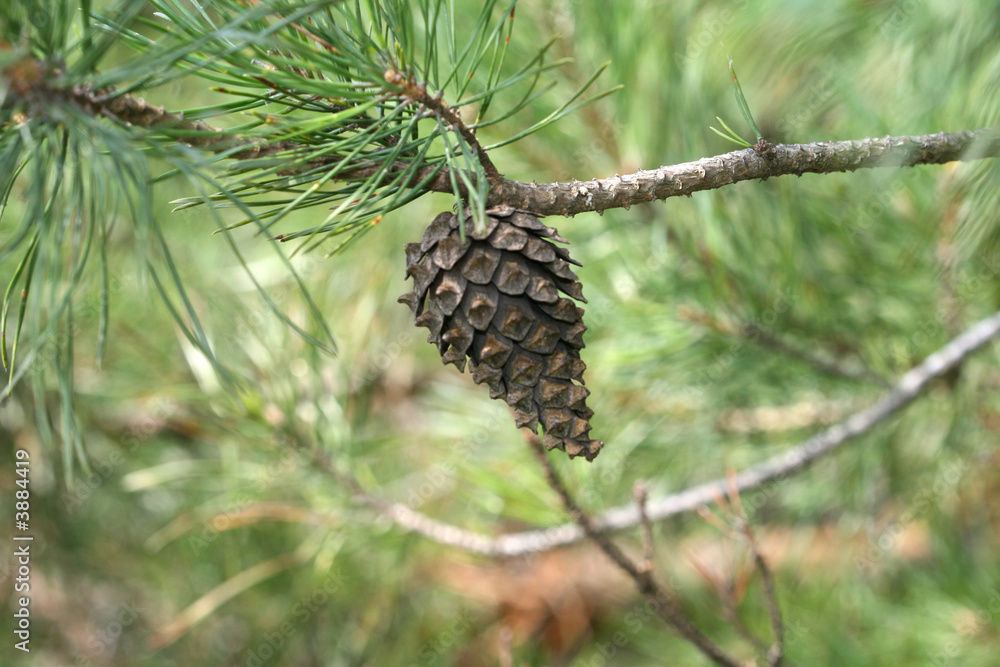 Fototapeta premium Dry pine seeds 