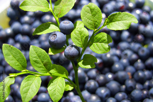 Heidelbeeren photo