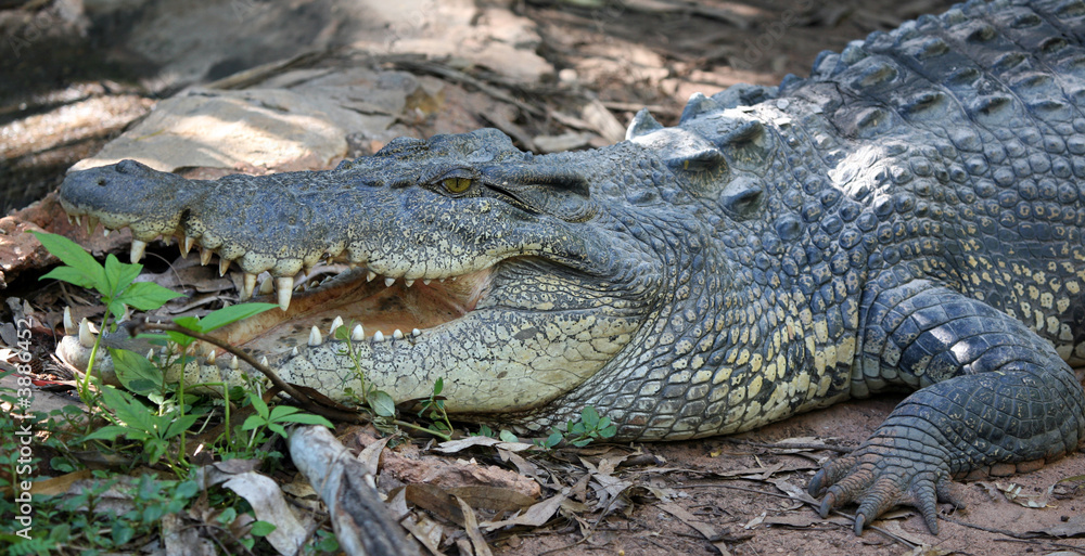 Fototapeta premium Salzwasserkrokodil Portrait Australien_07_1957,01
