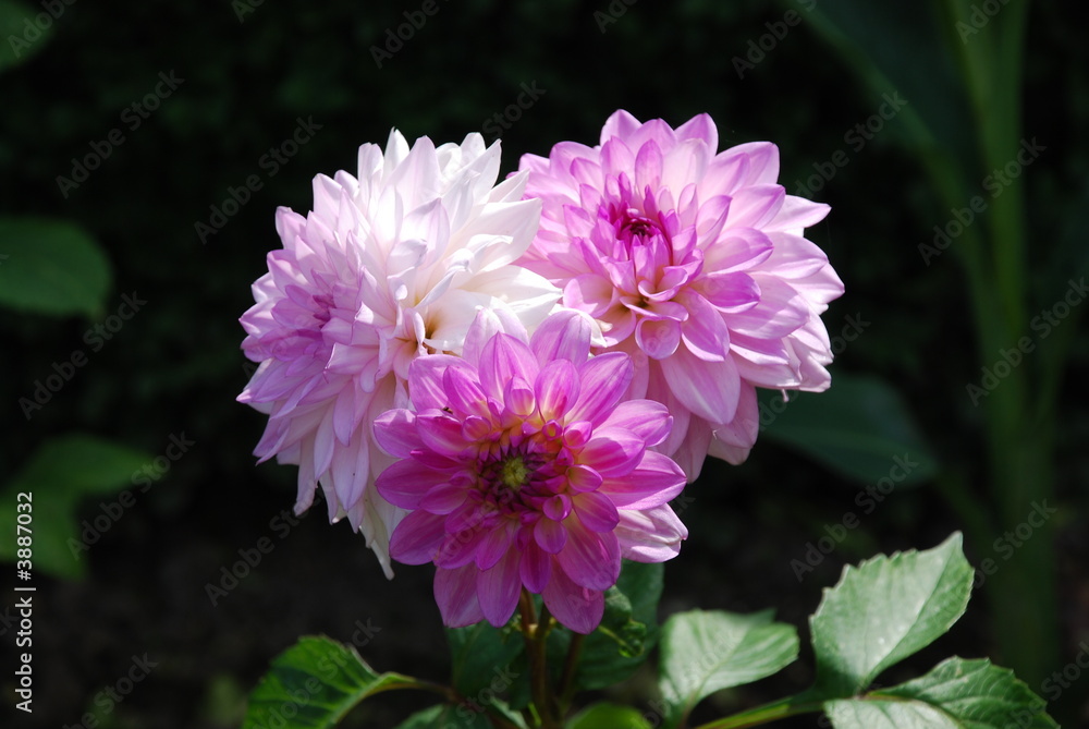 Obraz premium Pink Flowers