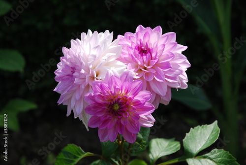 Pink Flowers