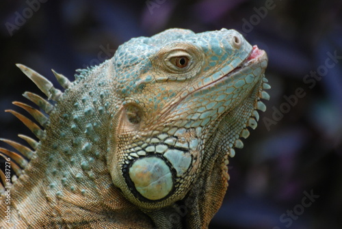 reptile couleur