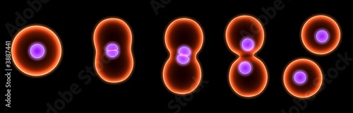 dividing cell