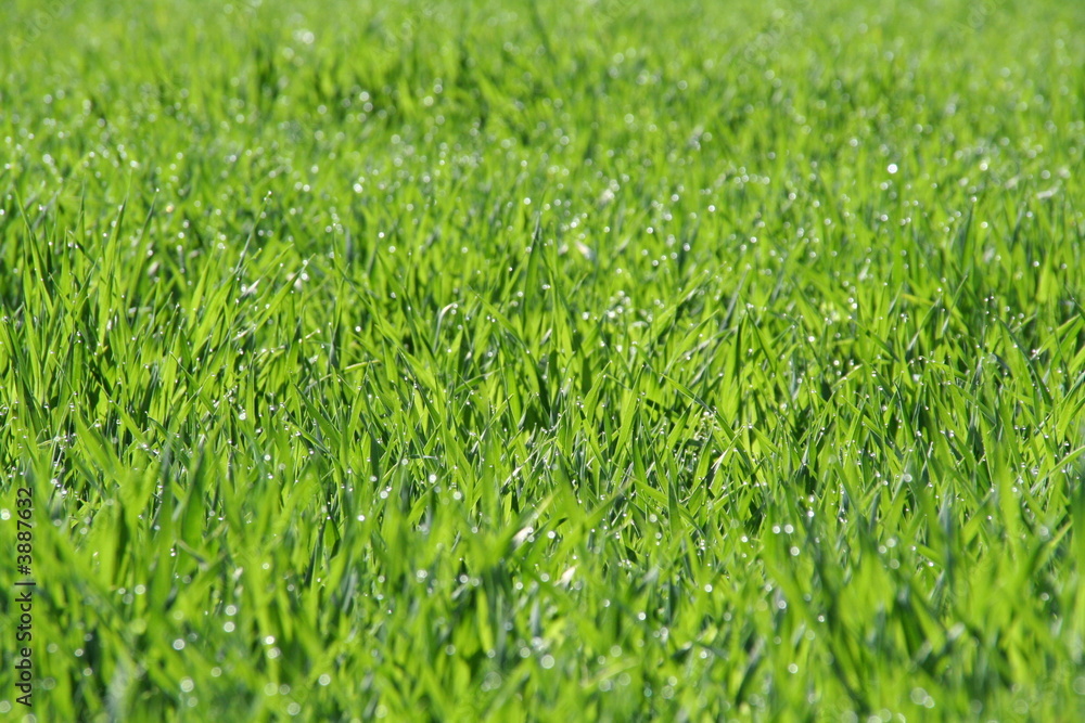 Herbe de printemps Herbe de printemps
