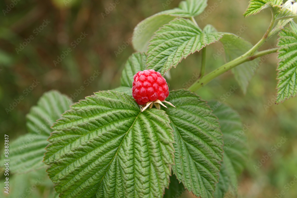 sweet red raspberry on the leaves sweet red raspberry on the leaves