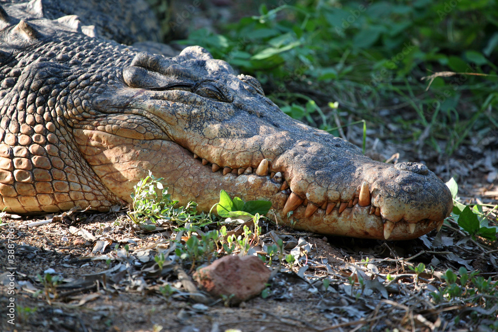 Fototapeta premium Salzwasserkrokodil Portrait Australien_07_1980