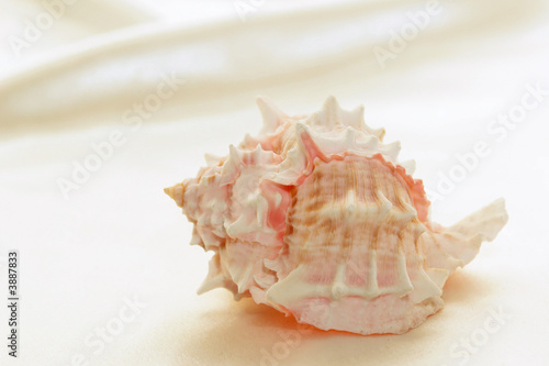 pink spiky conch