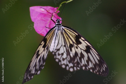 butterfly on pink 3
