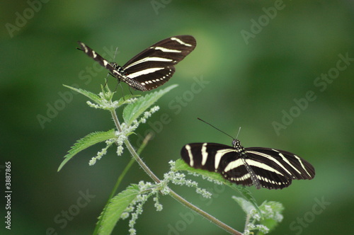 butterfly, zebras 5