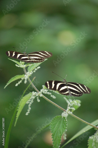 butterfly, zebras 2 photo