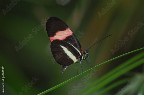 butterfly , black and red 1