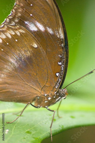 Butterfly , Brown 3