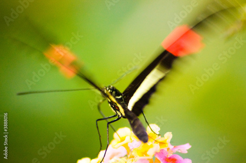 Butterfly , Black and Red 1 Flying