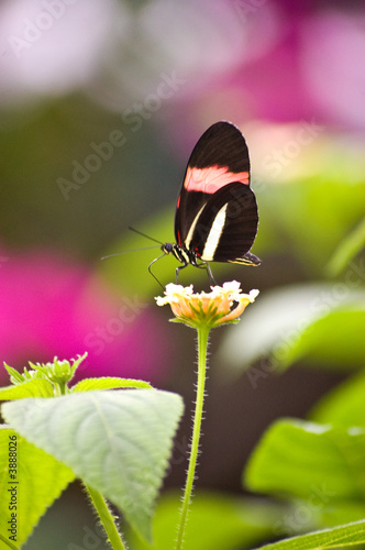 Butterfly , Black and Red 3