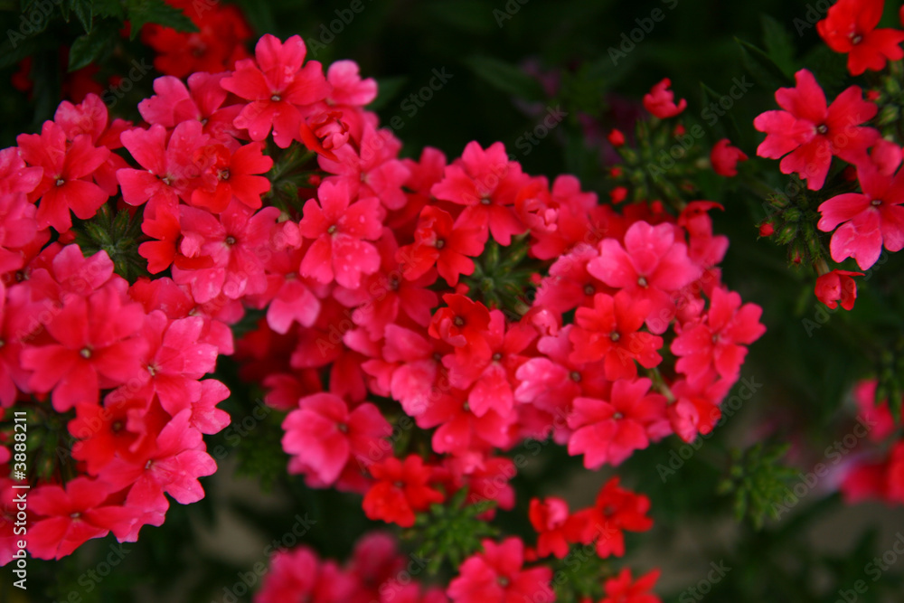 red summer flowers after rain