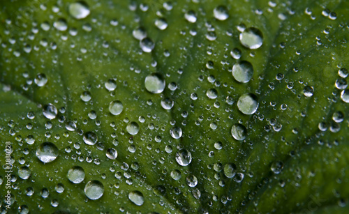 background picture of a wet green leaf © Andreas Gradin